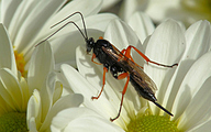 Wood Wasp (Female, Xeris spectrum)
